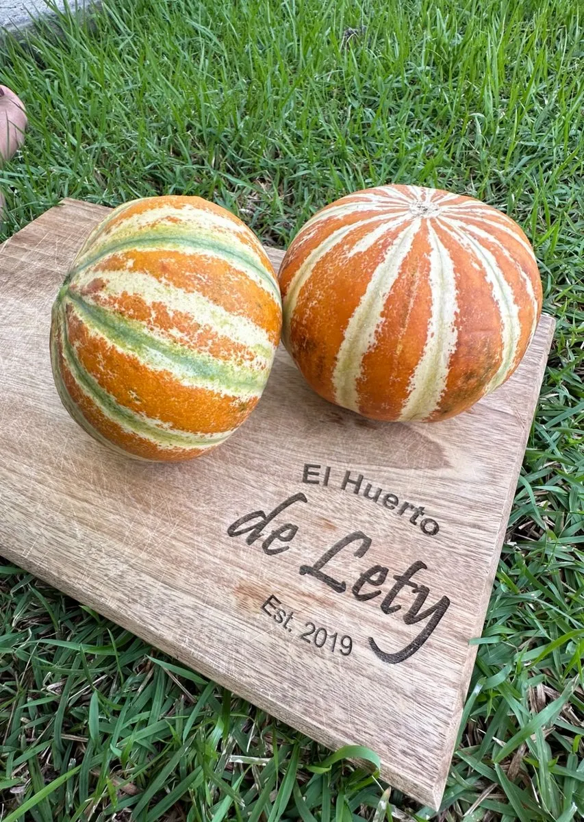Melones Kajari de nuestro huerto
