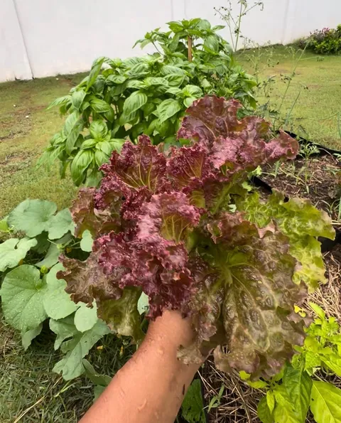 Plantón de lechuga roja Lollo Rosso