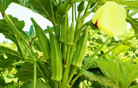 Semilla de okra verde (ñajú)